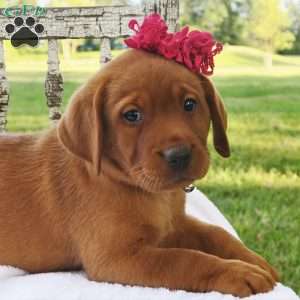 Princess in Red, Fox Red Labrador Retriever Puppy
